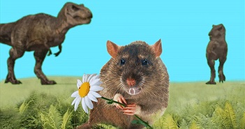 Tiết lộ "sốc" loài chuột có nọc độc ở 2 chân sau