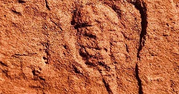Tìm thấy hóa thạch động vật chân khớp 460 triệu năm tuổi