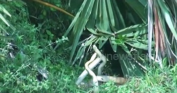 Rắn "mây mưa" kiểu tình tay ba gây tắc cả đường Rắn "mây mưa" kiểu tình tay ba gây tắc cả đường