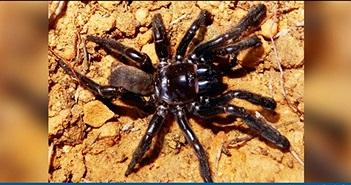 Con nhện nhiều tuổi nhất thế giới