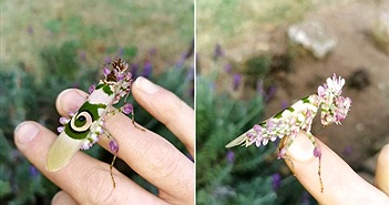 Chết mê bọ ngựa đẹp nhất thế giới, ca ngợi thần thú hoa Chết mê bọ ngựa đẹp nhất thế giới, ca ngợi thần thú hoa