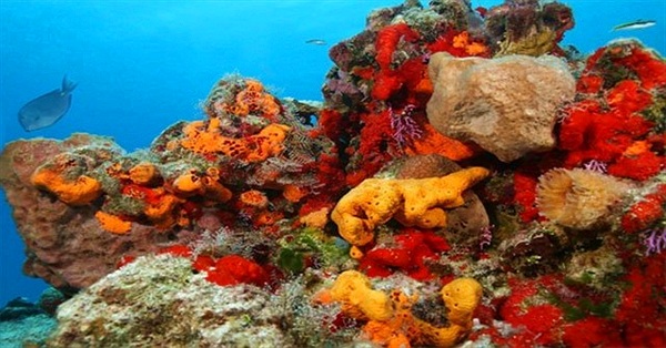 Động vật biển bảo vệ Trái đất khỏi hàng triệu virus