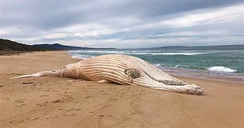 Cá voi lưng gù trắng cực hiếm chết dạt vào bãi biển Australia
