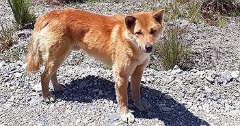 Chó biết hát tái xuất hiện ở New Guinea sau 50 năm được cho là tuyệt chủng Chó biết hát tái xuất hiện ở New Guinea sau 50 năm được cho là tuyệt chủng