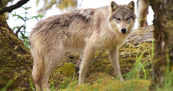Điều kỳ lạ xảy ra với những con sói bị nhiễm ký sinh trùng 'thay đổi tâm trí'