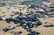 Bờ biển Mỹ nhuộm xanh vì xuất hiện hàng ngàn con sứa