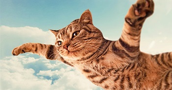 Ông trùm diễn đàn Reddit tiết lộ lý do vì sao cư dân mạng phát cuồng vì mèo Ông trùm diễn đàn Reddit tiết lộ lý do vì sao cư dân mạng phát cuồng vì mèo