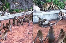 Trăn săn giết khỉ con bạo lực và hành động bất ngờ của cả đàn...