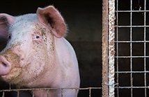 Nghiên cứu cải tử hoàn sinh nội tạng lợn làm dấy lên tranh luận về định nghĩa cái chết