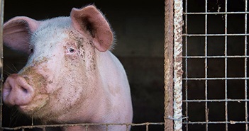 Nghiên cứu "cải tử hoàn sinh" nội tạng lợn làm dấy lên tranh luận về định nghĩa cái chết