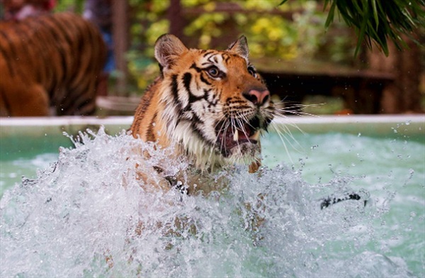 Vườn thú Thái Lan cho hổ ăn "kem gà" để giải nhiệt