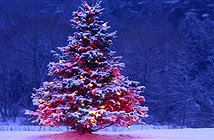 Những bí mật thú vị về cây thông Noel