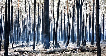 Thảm họa cháy rừng ở Australia qua những con số