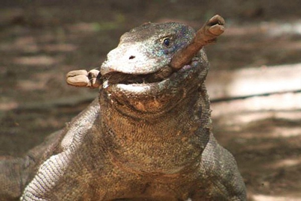 10 sự thật đáng ngạc nhiên về rồng Komodo