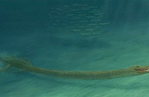 Choáng váng với hóa thạch quái vật biển có cổ dài tới 3m