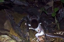 Rợn người nhện khổng lồ giết và ăn thịt chồn Opossum