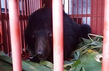 Cứu hộ cá thể gấu bị nuôi nhốt làm cảnh 12 năm