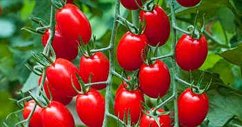 Cà chua là trái cây hay rau củ? Câu hỏi nhiều khi gây rất nhiều tranh cãi