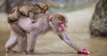 Chuyện nước Nhật: Tuyết rơi dày, lũ khỉ tuyết rủ nhau đu dây điện thoại cho đỡ lạnh chân Chuyện nước Nhật: Tuyết rơi dày, lũ khỉ tuyết rủ nhau đu dây điện thoại cho đỡ lạnh chân