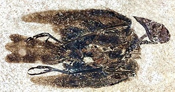 Hóa thạch chim 52 triệu năm còn nguyên lông