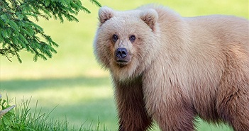 Gấu vàng khổng lồ quý hiếm xuất hiện, "hút hồn" nhiếp ảnh gia