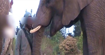 Lần đầu phát hiện voi cũng ngáp như người