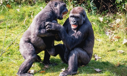 Những khỉ đột hài hước sẽ khiến bạn cười đến rách miệng! Điều đặc biệt là chúng còn biết nuốt một chiếc chuối một cách đáng yêu nữa đấy. Hãy xem hình ảnh và thưởng thức ngụm cười đầy vui vẻ của chúng nào!