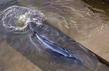 Cá voi mắc kẹt ở sông Thames
