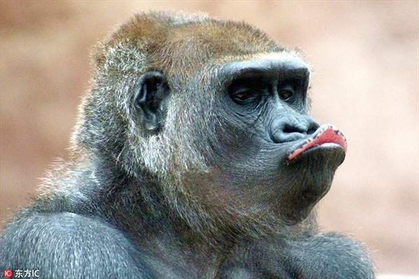Khỉ đột nổi tiếng bĩu môi, chu mỏ... lộ bí kíp thành sao