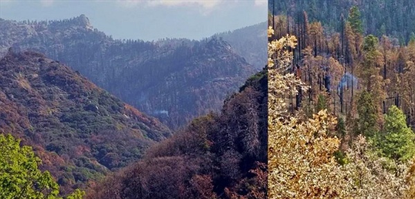 Cây Sequoia khổng lồ vẫn âm ỉ cháy suốt 9 tháng qua