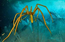 Kinh ngạc với cách nhện biển bơm máu, oxy nuôi cơ thể