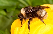 Loài ong xâm lấn gây nguy hiểm cho ong thợ bản địa