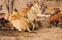 Linh cẩu đánh cướp mồi của sư tử