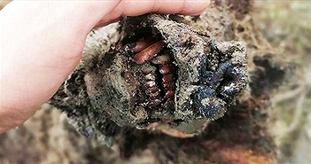 Tìm thấy xác gấu hang động còn nguyên mô mềm sau 39.000 năm