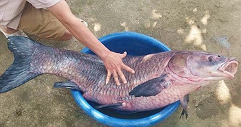 Cá trắm "khủng" nặng 33kg, dài gần 1m sa lưới dân Thanh Hóa
