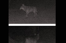 Con sói xám lang thang một mình trong đêm tìm bạn tình