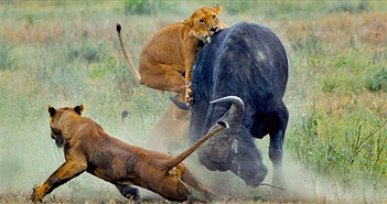 Động vật móng guốc tại châu Phi sợ nhất loài săn mồi nào?