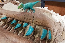 Răng khủng long tiết lộ chế độ ăn