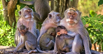 Khỉ ở Indonesia thích trộm đồ đắt tiền