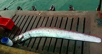 Ngư dân Peru bắt được "rồng biển" có thể dự báo thảm họa khủng khiếp Ngư dân Peru bắt được "rồng biển" có thể dự báo thảm họa khủng khiếp