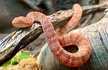 Nhân viên ở sở thú bị rắn độc cắn