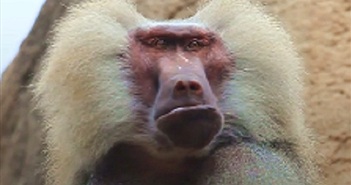 Khám phá tin tức mới nhất về khỉ đầu chó và cập nhật những thông tin hấp dẫn về loài động vật này thông qua việc xem hình ảnh đáng yêu của chúng.