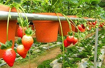 Cách trồng và chăm sóc dâu tây tại nhà cho trái chín đỏ mọng