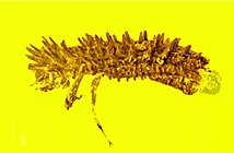Phát hiện cụ bọ cánh cứng trong hổ phách 100 triệu năm