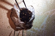 Bọc trứng nhện độc nhất thế giới khiến nhà nghiên cứu vui mừng