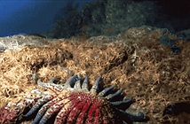 Quái vật kinh khủng nhất đại dương: Nghìn mắt nhưng không não