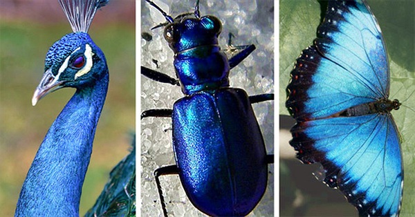 Chỉ tồn tại một loài vật duy nhất trên đời có màu xanh lam - vì sao màu này lại hiếm đến vậy?