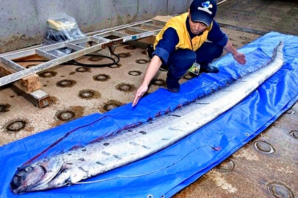 Ngư dân bắt được con cá lạ dài 3 mét dạt vào bờ