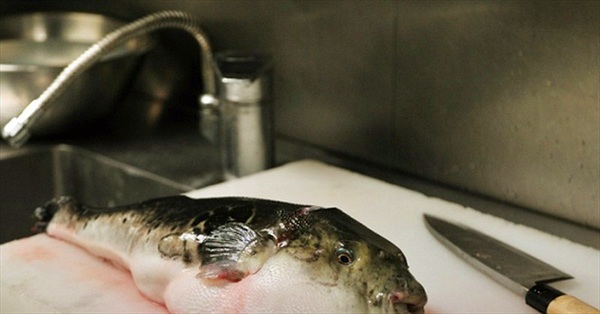 Thứ cá có độc chết người nhưng trở thành món đặc sản ở Nhật Bản