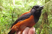 Pitohui: Loài chim đầu tiên và duy nhất trên hành tinh được ghi nhận là loài có độc